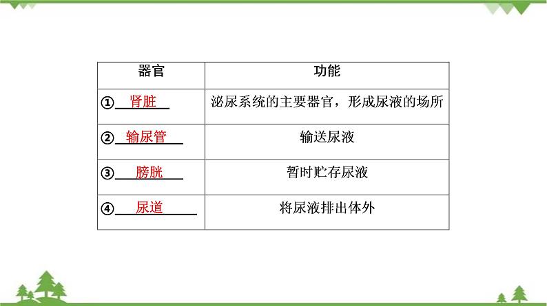 2021年中考生物北师大版复习 第11章 人体代谢废物的排出 课件08