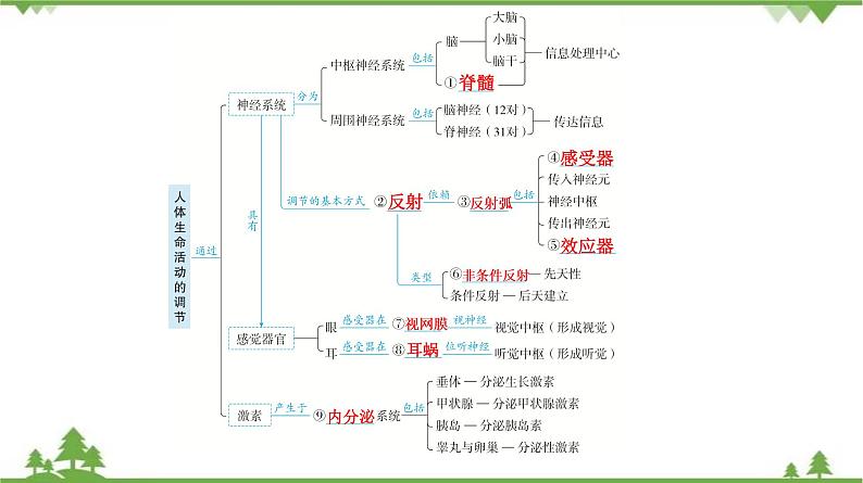 2021年中考生物北师大版复习 第12章 人体的自我调节 课件05