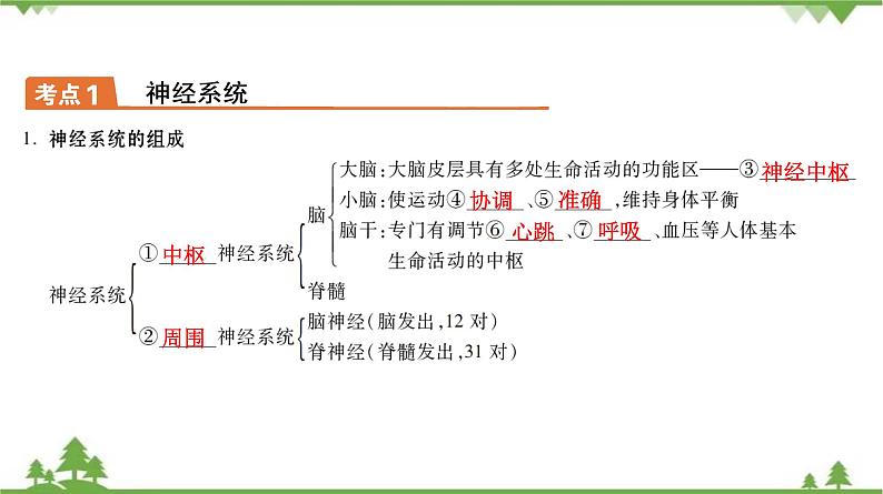 2021年中考生物北师大版复习 第12章 人体的自我调节 课件07