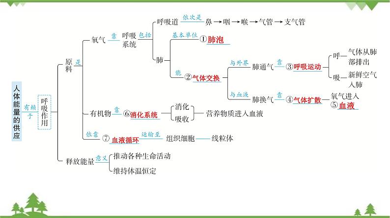 2021年中考生物北师大版复习 第10章 人体的能量供应 课件05