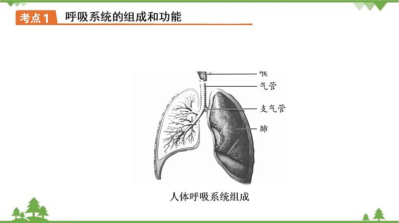 2021年中考生物北师大版复习 第10章 人体的能量供应 课件07