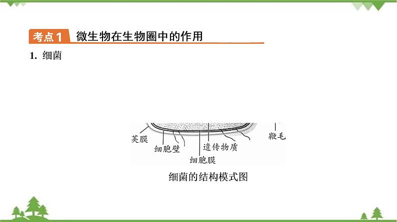 2021年中考生物北师大版复习 第18章 生物圈中的微生物 课件07