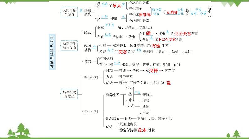 2021年中考生物北师大版复习 第19章 生物的生殖和发育 课件06