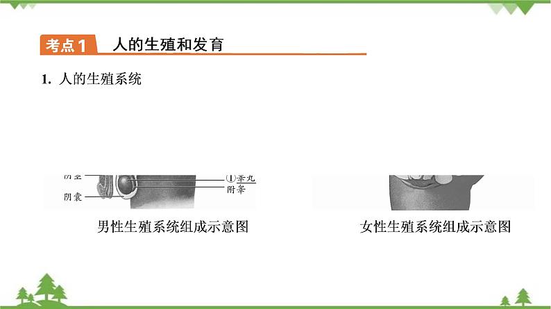 2021年中考生物北师大版复习 第19章 生物的生殖和发育 课件08