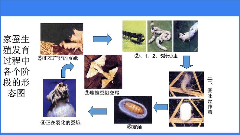 第一章 第二节 昆虫的生殖和发育 课件PPT第5页