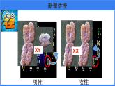 第二章 第四节 人的性别遗传 课件PPT