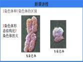 第二章 第四节 人的性别遗传 课件PPT