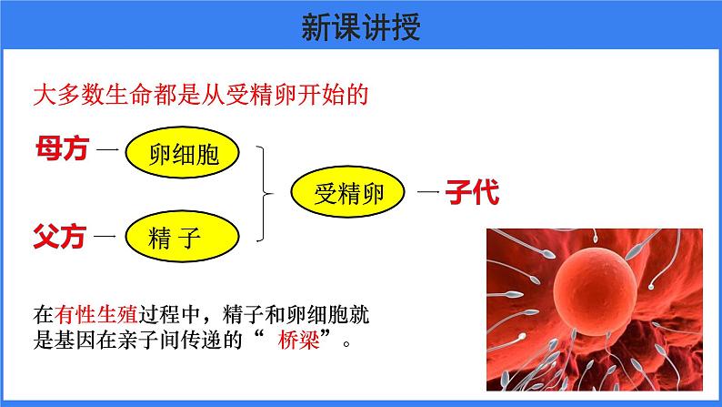 第二章 第二节 基因在亲子代间的传递 课件PPT03