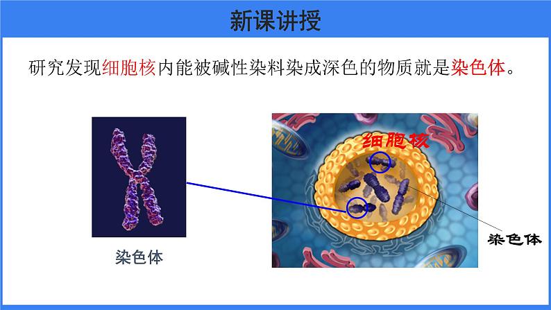 第二章 第二节 基因在亲子代间的传递 课件PPT05