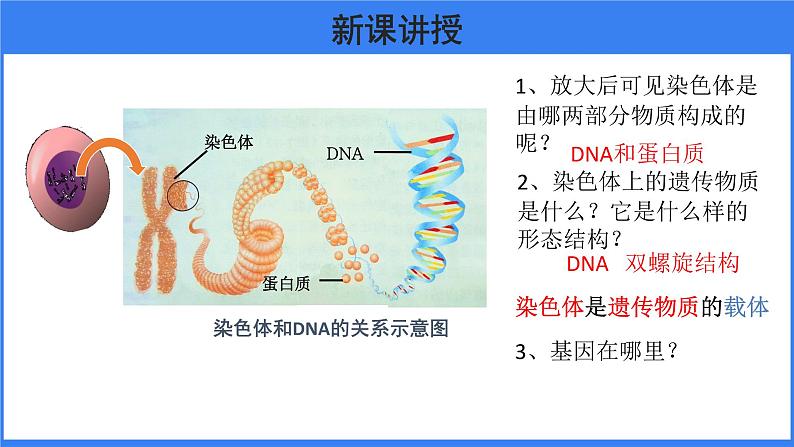 第二章 第二节 基因在亲子代间的传递 课件PPT06