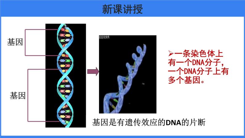 第二章 第二节 基因在亲子代间的传递 课件PPT07