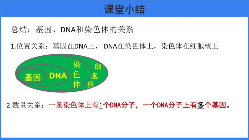 第二章 第二节 基因在亲子代间的传递 课件PPT08