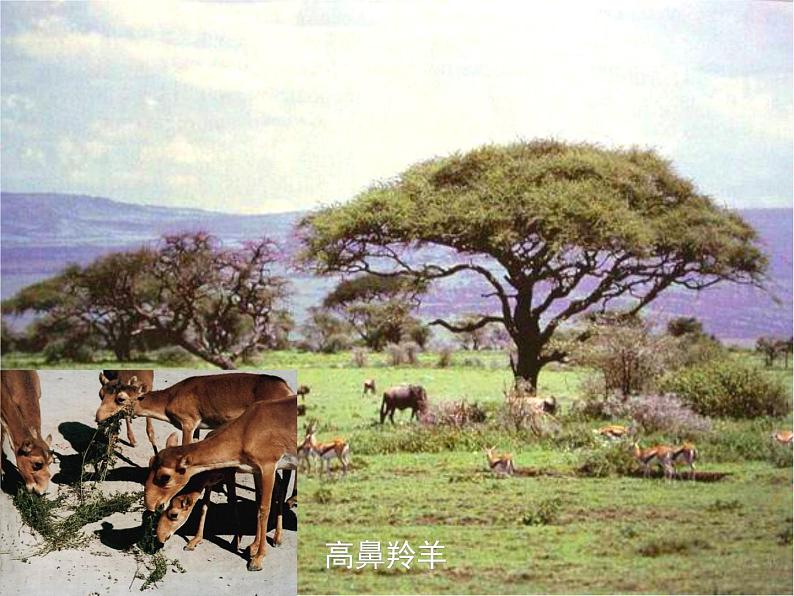 1.2.2 《生物与环境组成生态系统》 PPT课件05