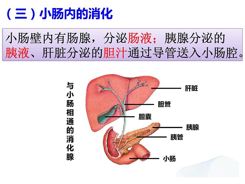 8.2 《食物的消化和营养物质的吸收》PPT课件06