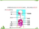 七年级下册 生物 第四单元 第8章 人类的营养第2节《食物的消化和营养物质的吸收》 课件（北师大版）
