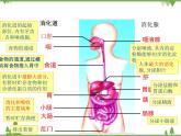 七年级下册 生物 第四单元 第8章 人类的营养第2节《食物的消化和营养物质的吸收》 课件（北师大版）