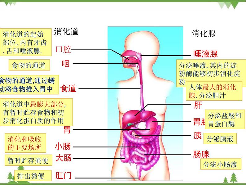 七年级下册 生物 第四单元 第8章 人类的营养第2节《食物的消化和营养物质的吸收》 课件（北师大版）05