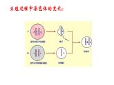 第三节  基因的显性和隐性（示范课） 课件