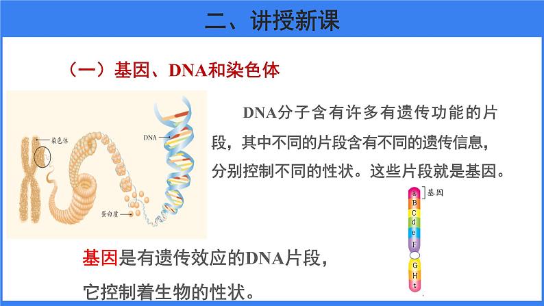 第二节 基因在亲子代间的传递第5页