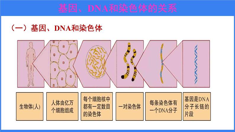 第二节 基因在亲子代间的传递第6页