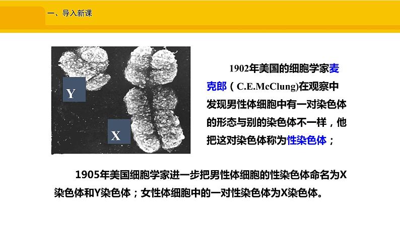 第四节 人的性别遗传 课件02