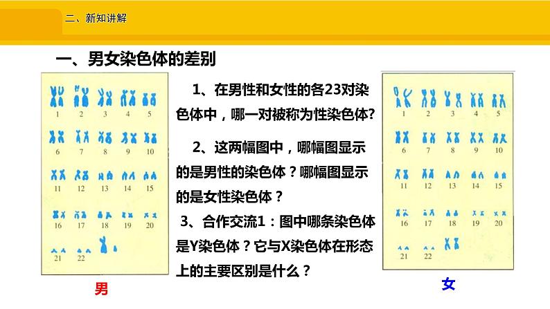 第四节 人的性别遗传 课件03