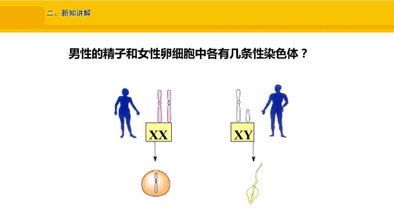 第四节 人的性别遗传 课件05