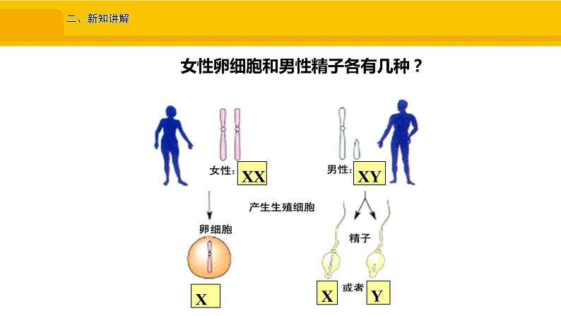 第四节 人的性别遗传 课件06