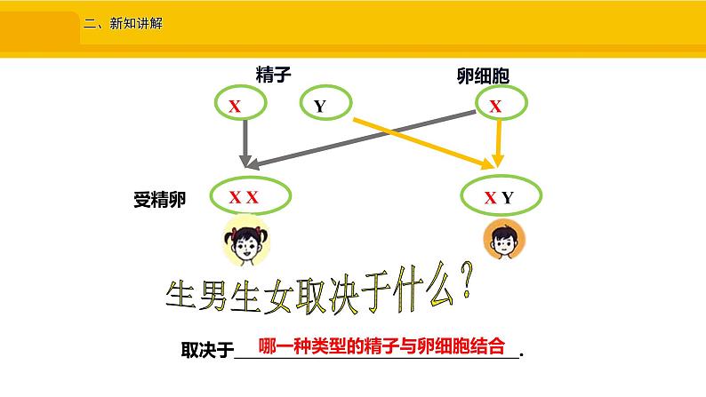 第四节 人的性别遗传 课件07