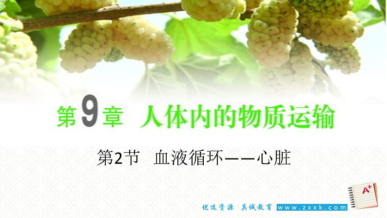 9.2血液循环2——心脏第2页