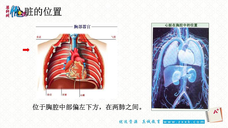 9.2血液循环2——心脏第5页