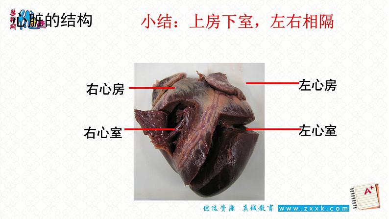 9.2血液循环2——心脏第7页