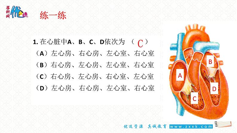 9.2血液循环2——心脏第8页