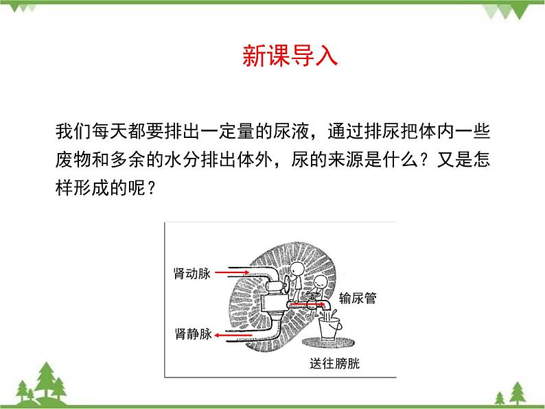 七年级下册 生物 第四单元 第11章 人体代谢废物的排出第2节《尿的形成与排出》第2课时课件（北师大版）第2页