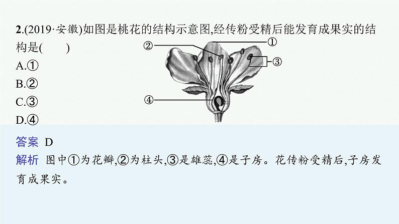 2021年中考生物总复习课件第六讲　被子植物的一生第5页