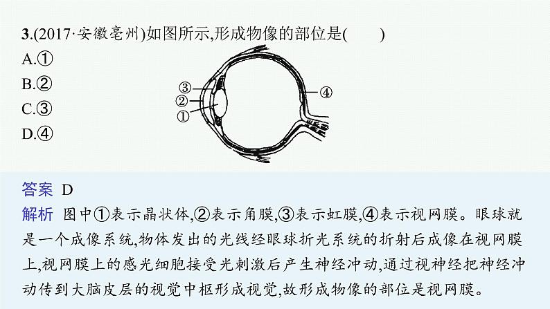 2021年中考生物总复习课件第十四讲　人体对外界环境的感知06