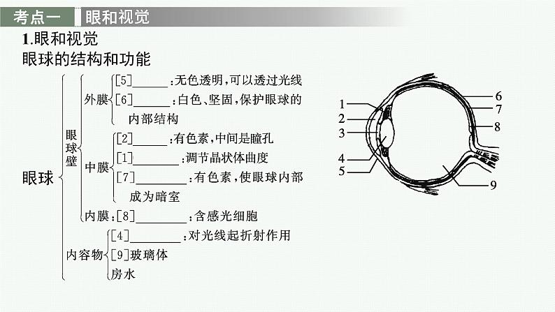 2021年中考生物总复习课件第十四讲　人体对外界环境的感知08