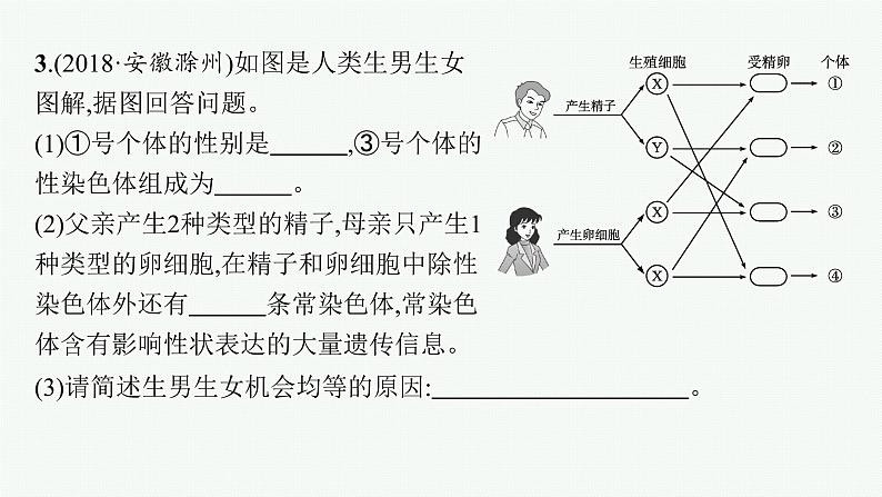 2021年中考生物总复习课件第二十二讲　生物的遗传和变异(二)07