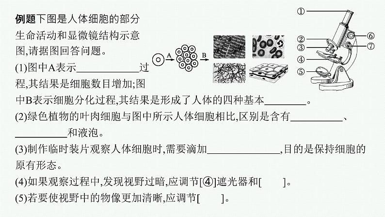 2021年中考生物总复习课件第二编专题二　生物体的结构层次第7页