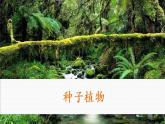 人教版生物七年級上冊 3.1.2種子植物 課件