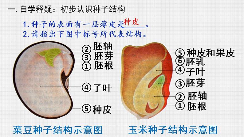 人教版生物七年级上册 3.1.2种子植物 课件04