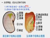 人教版生物七年级上册 3.1.2种子植物 课件