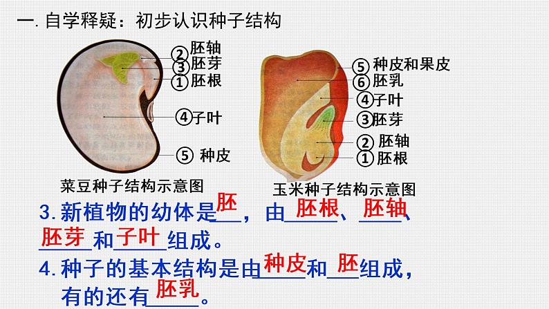 人教版生物七年级上册 3.1.2种子植物 课件05