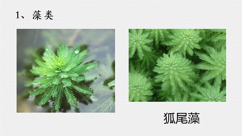 人教版生物七年级上册 3.1.1藻类、苔藓、蕨类植物 课件03