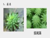 人教版生物七年级上册 3.1.1藻类、苔藓、蕨类植物 课件