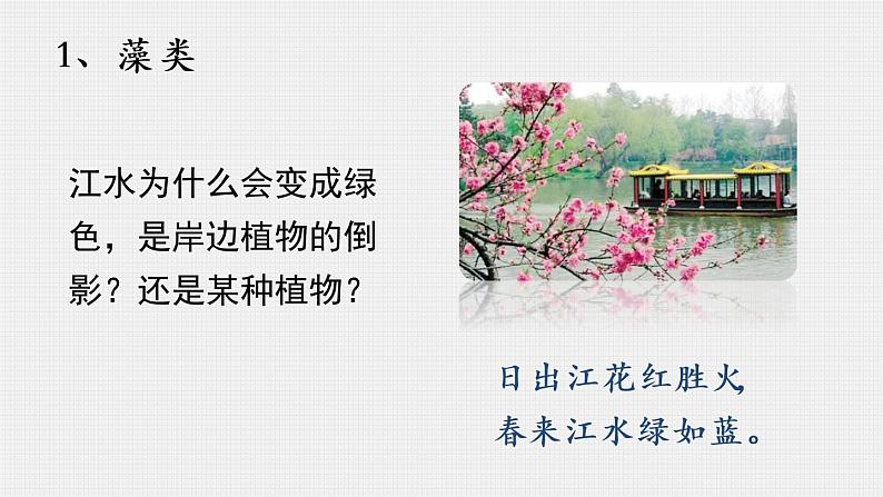 人教版生物七年级上册 3.1.1藻类、苔藓、蕨类植物 课件07