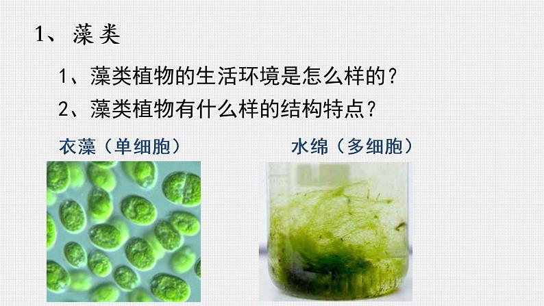 人教版生物七年级上册 3.1.1藻类、苔藓、蕨类植物 课件08