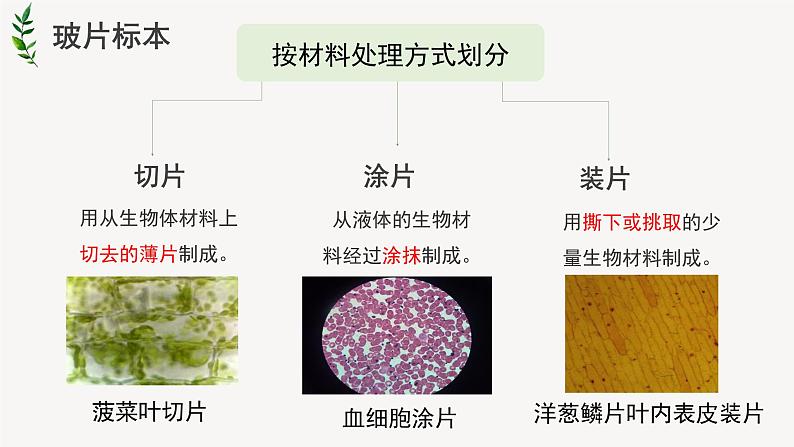 人教版生物七年级上册 2.1.2植物细胞 课件02