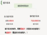 人教版生物七年级上册 2.1.2植物细胞 课件