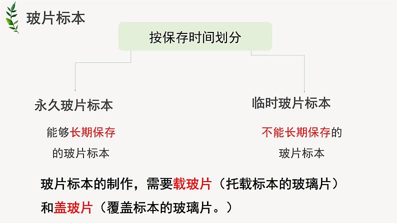 人教版生物七年级上册 2.1.2植物细胞 课件03